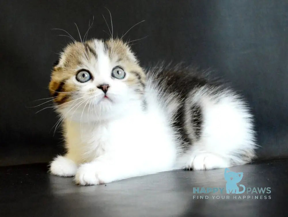 Solomon Scottish Fold male black tabby bicolour live animals