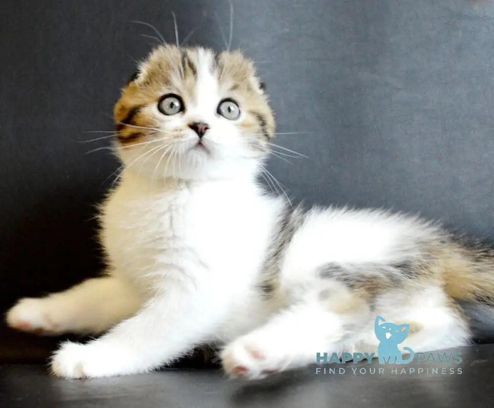 Solomon Scottish Fold male black tabby bicolour live animals