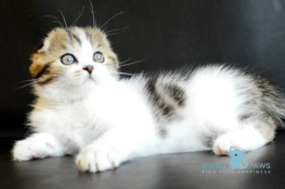 Solomon Scottish Fold male black tabby bicolour live animals
