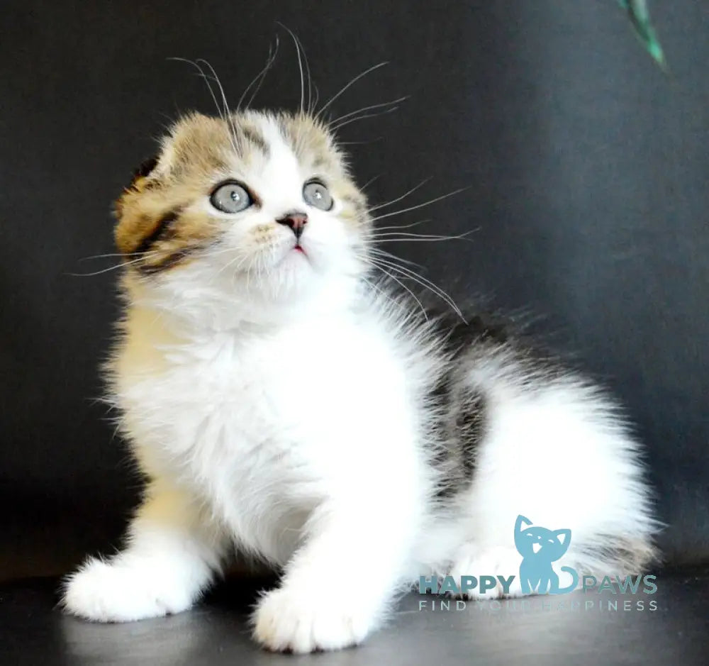 Solomon Scottish Fold male black tabby bicolour live animals