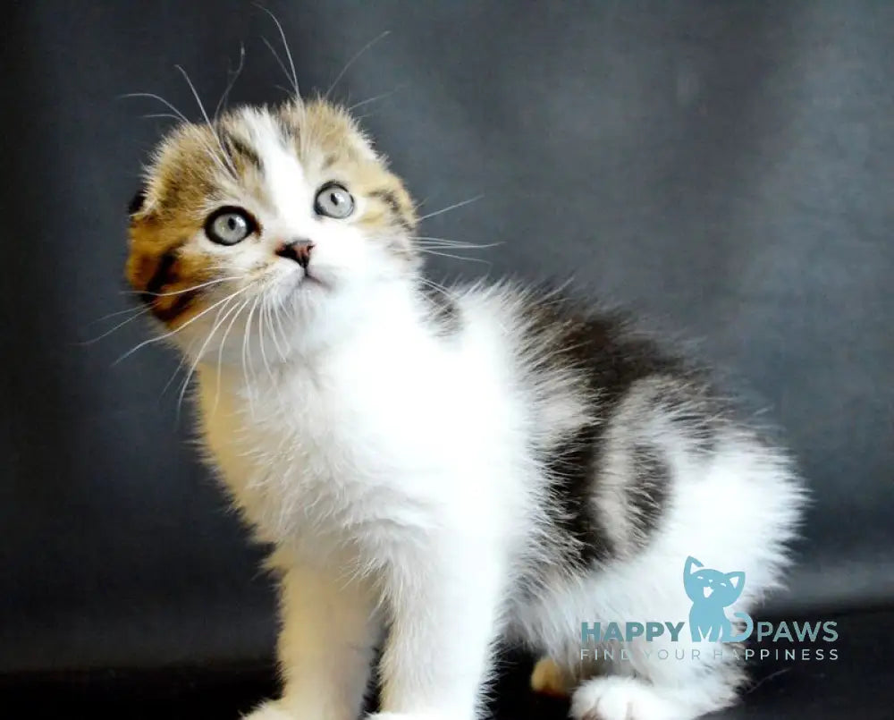Solomon Scottish Fold male black tabby bicolour live animals