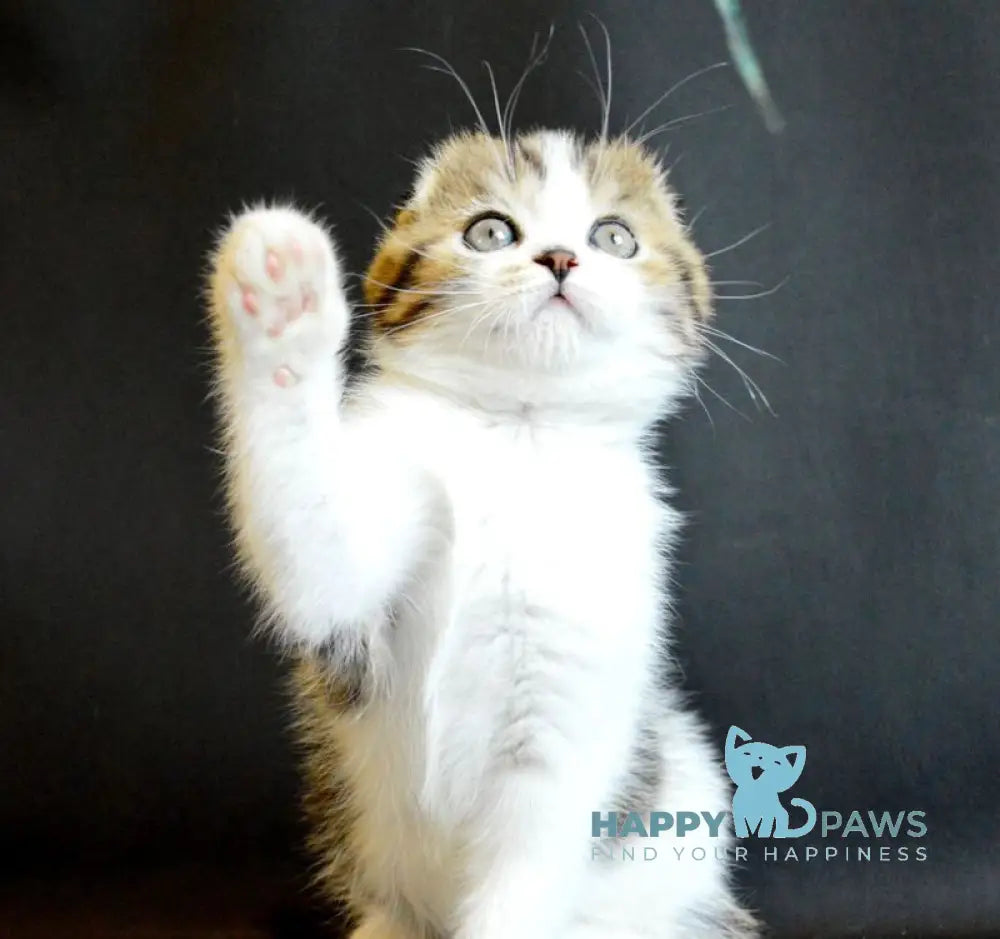 Solomon Scottish Fold male black tabby bicolour live animals