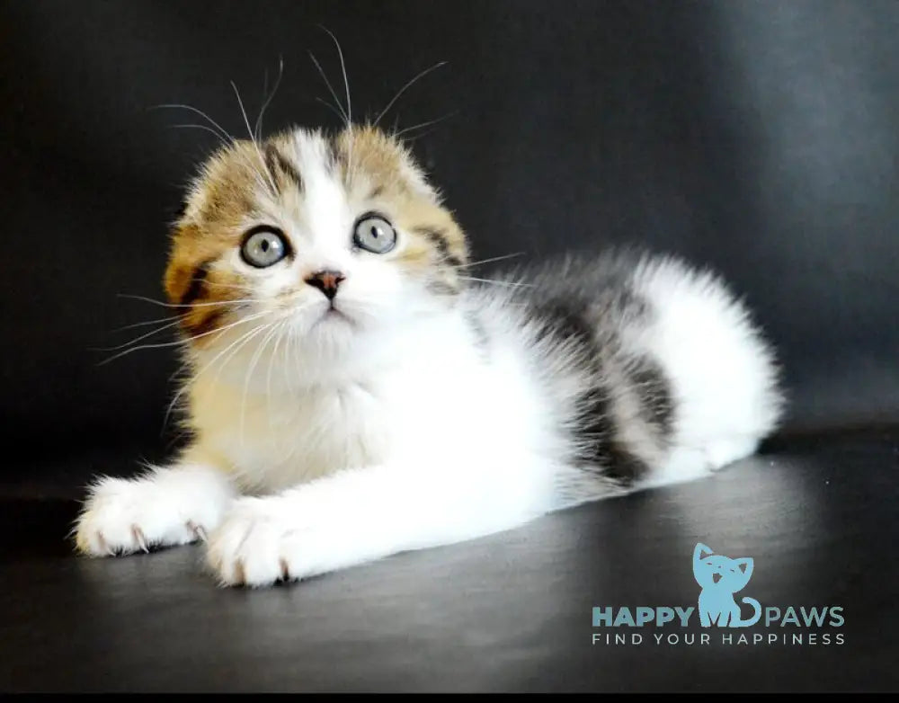 Solomon Scottish Fold male black tabby bicolour live animals