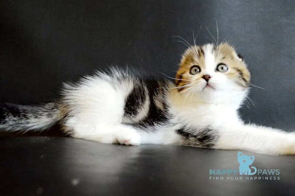 Solomon Scottish Fold male black tabby bicolour live animals