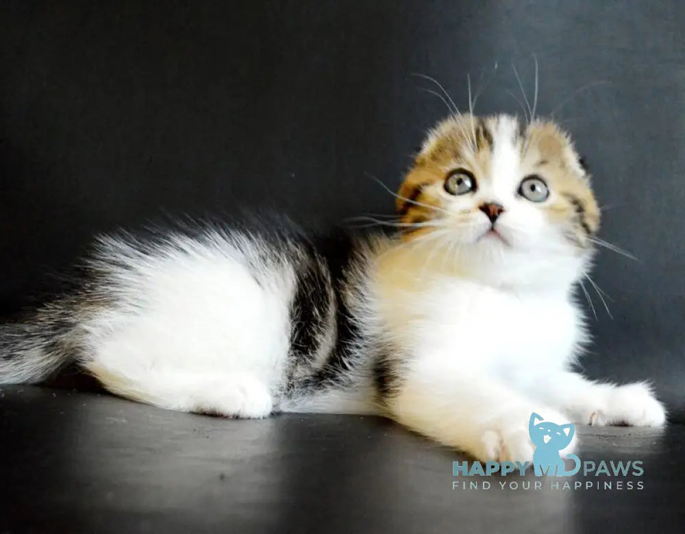 Solomon Scottish Fold male black tabby bicolour live animals