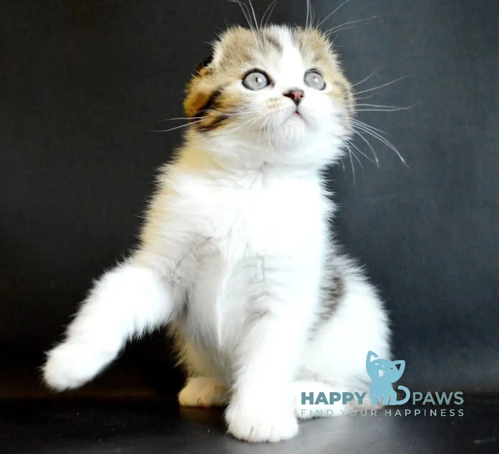 Solomon Scottish Fold male black tabby bicolour live animals