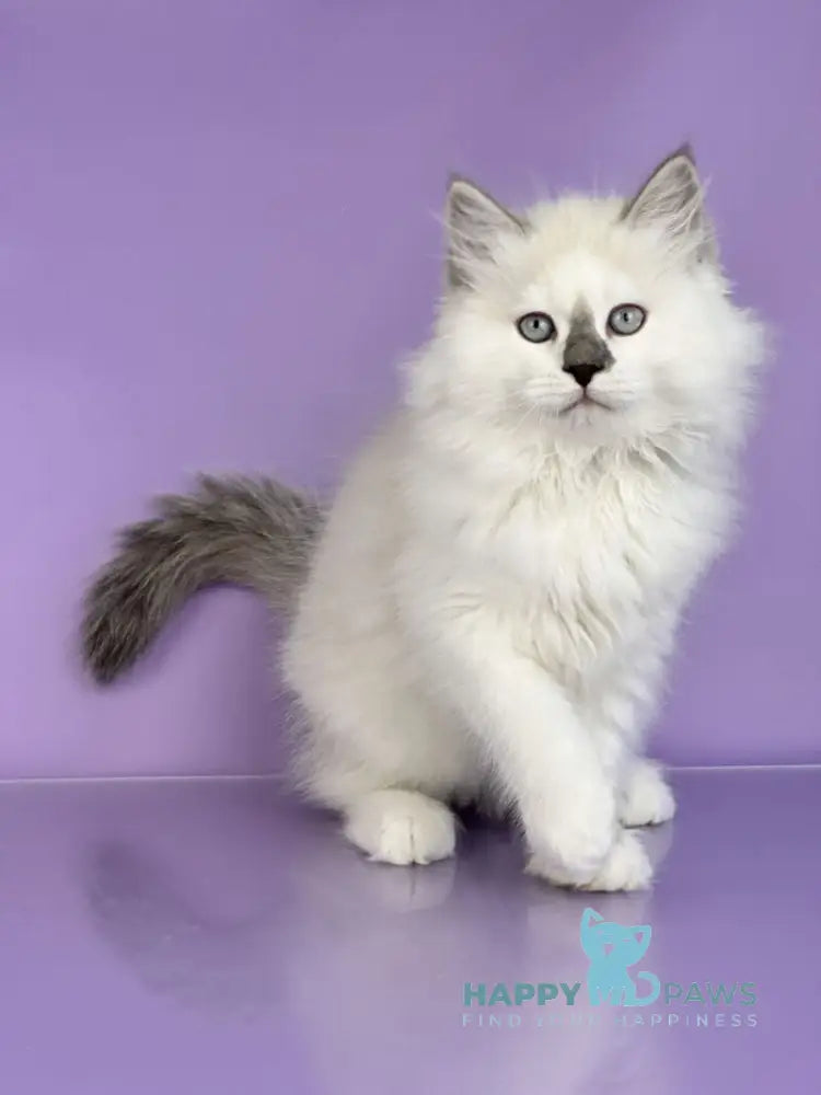 Solomon Siberian male blue tabby point with white live animals