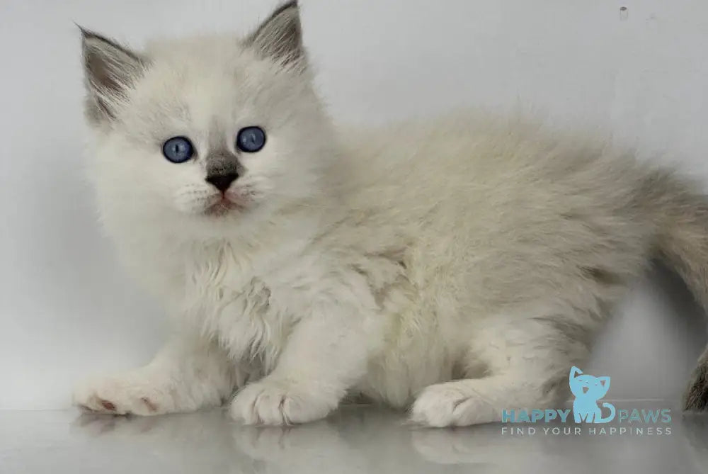 Solomon Siberian male blue tabby point with white live animals