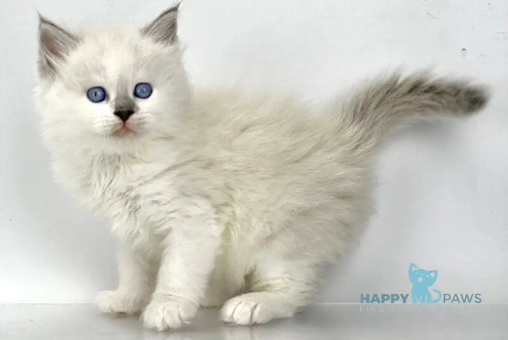 Solomon Siberian male blue tabby point with white live animals