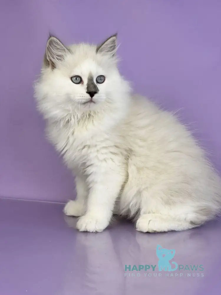 Solomon Siberian male blue tabby point with white live animals