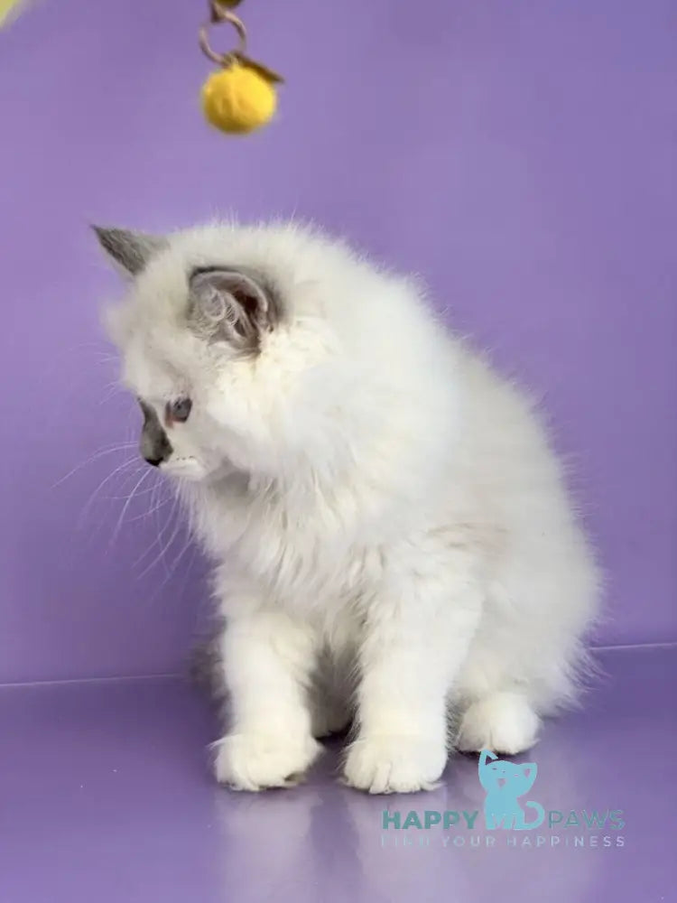 Solomon Siberian male blue tabby point with white live animals