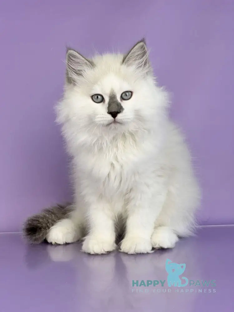 Solomon Siberian male blue tabby point with white live animals