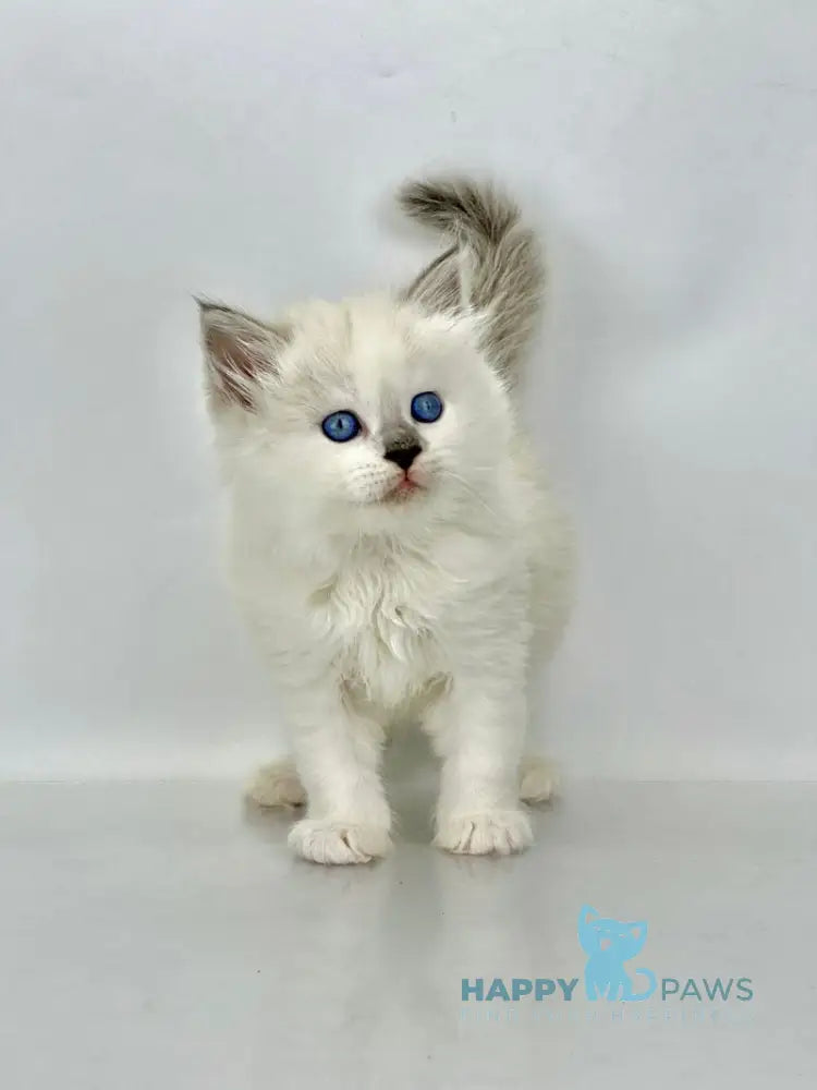 Solomon Siberian male blue tabby point with white live animals