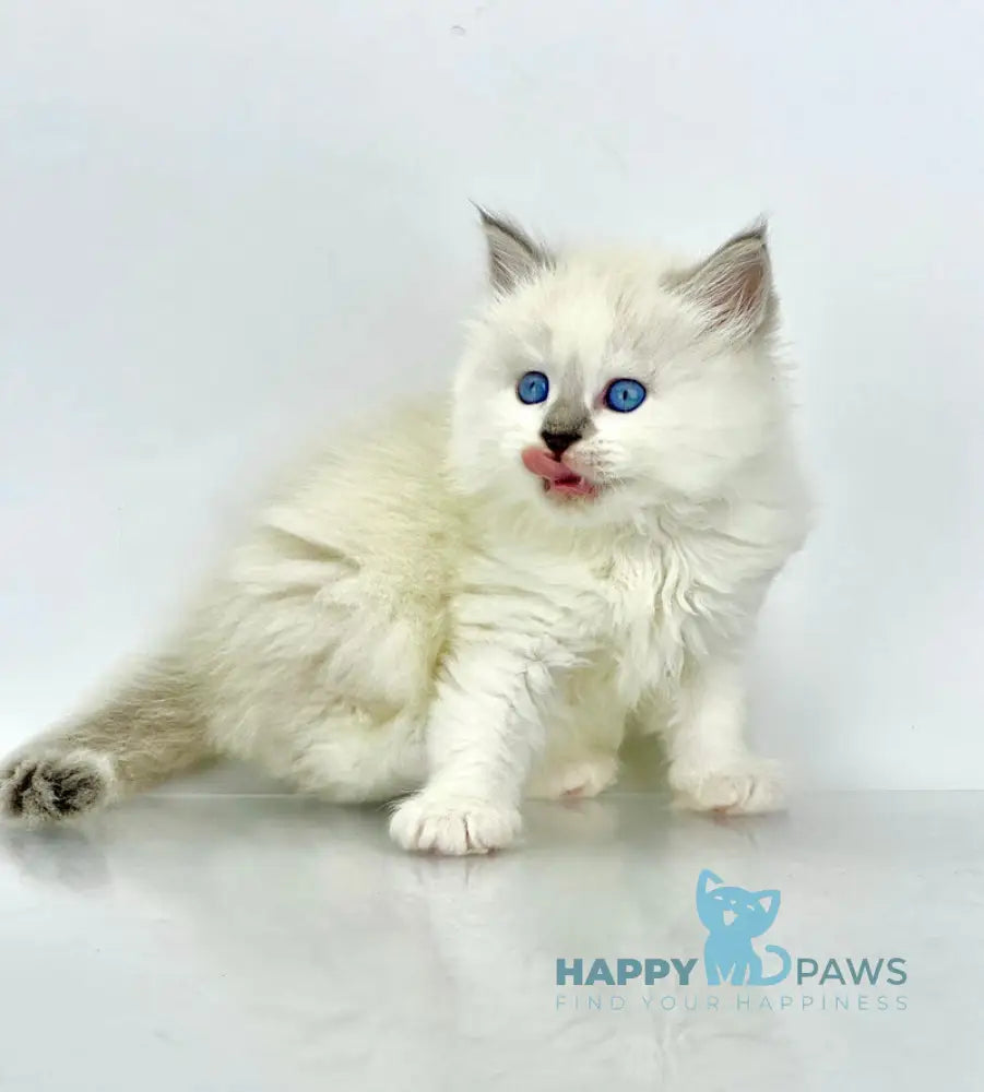 Solomon Siberian male blue tabby point with white live animals