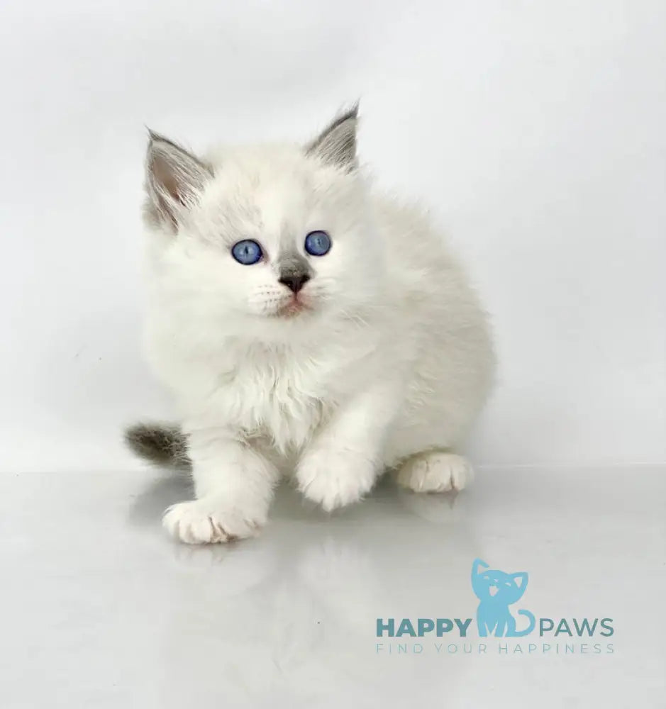 Solomon Siberian male blue tabby point with white live animals