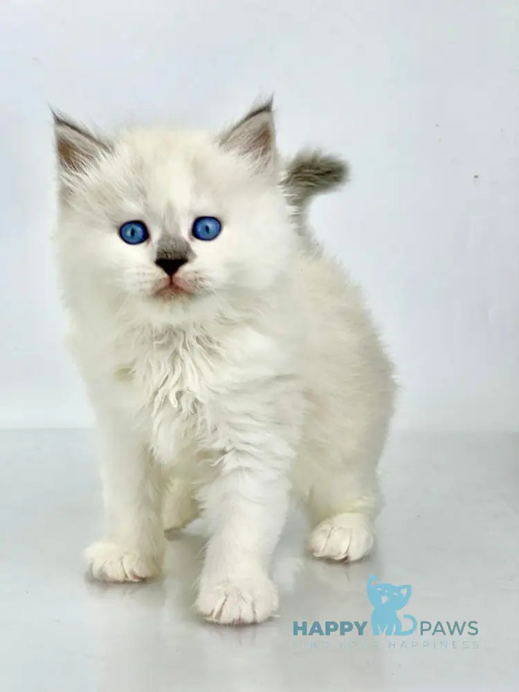 Solomon Siberian male blue tabby point with white live animals