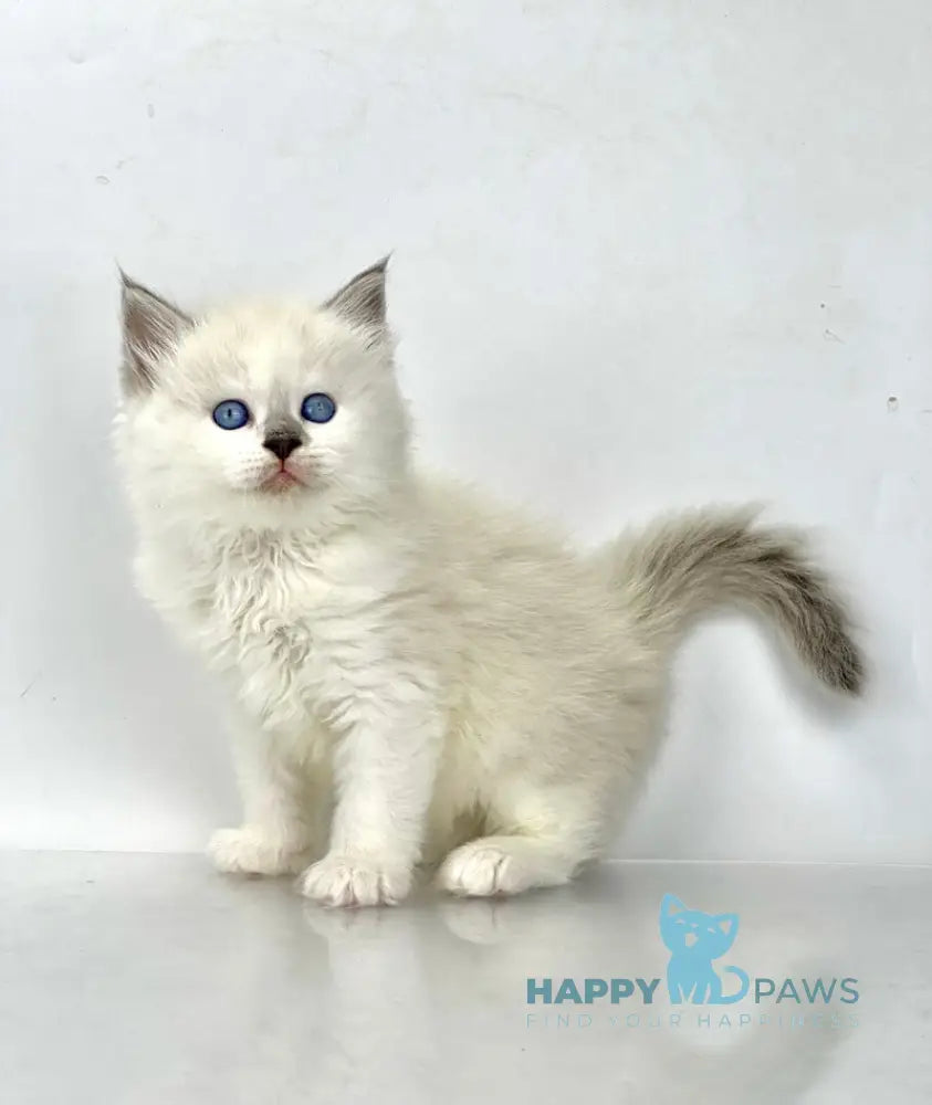 Solomon Siberian male blue tabby point with white live animals