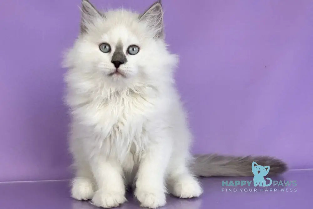 Solomon Siberian male blue tabby point with white live animals