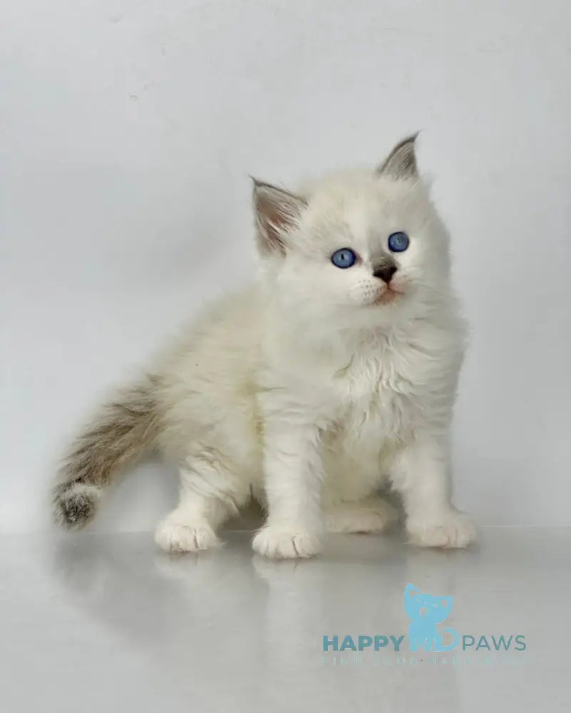 Solomon Siberian male blue tabby point with white live animals