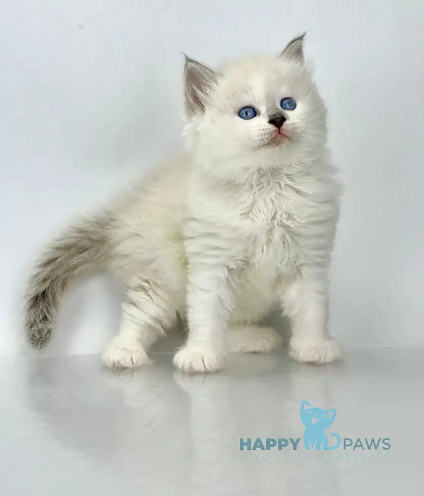 Solomon Siberian male blue tabby point with white live animals