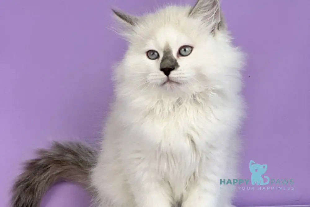 Solomon Siberian male blue tabby point with white live animals