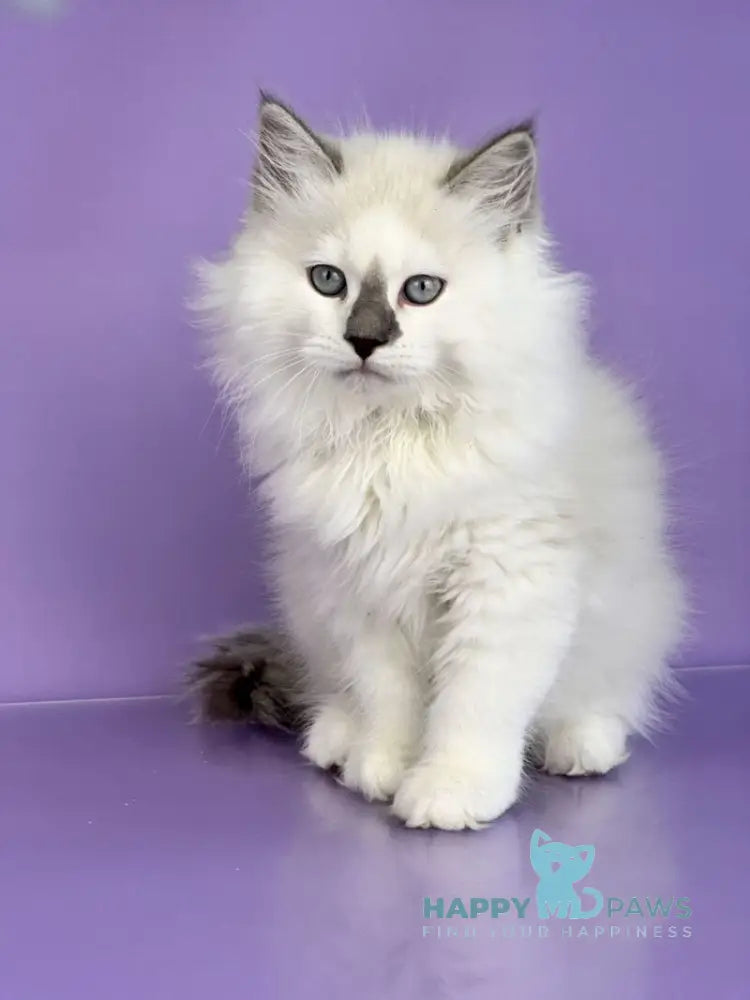 Solomon Siberian male blue tabby point with white live animals