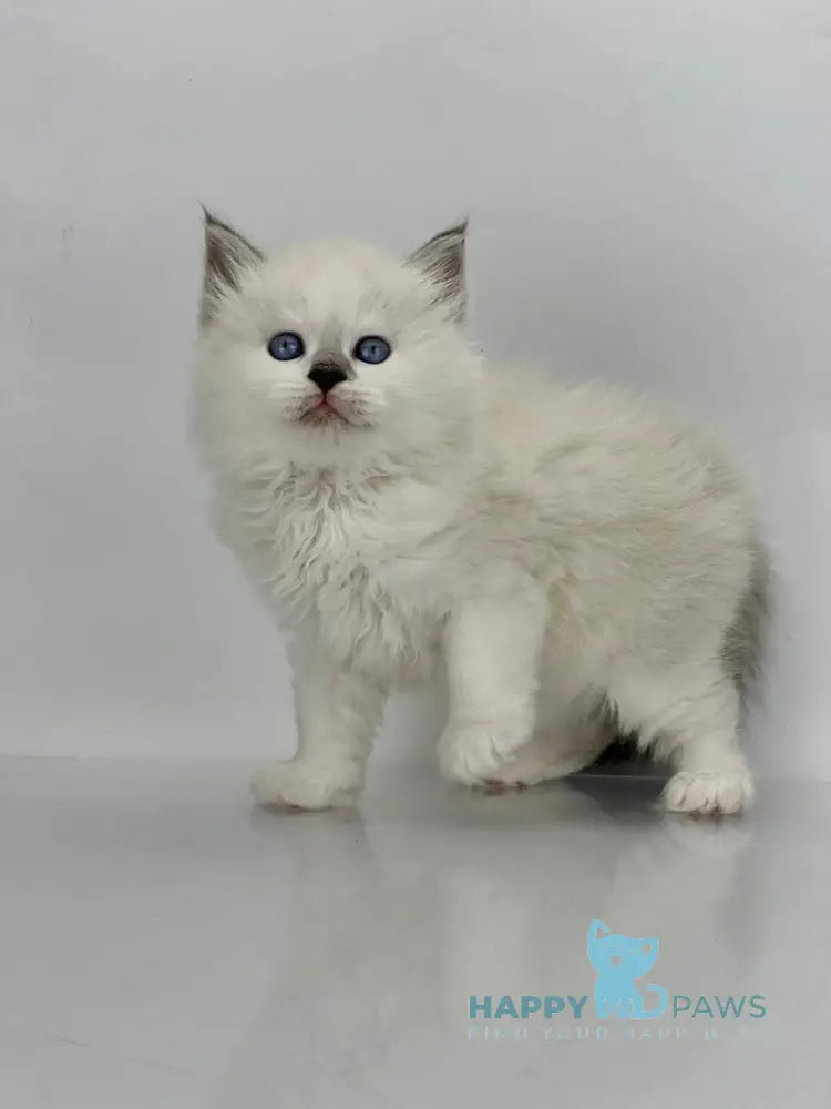 Solomon Siberian male blue tabby point with white live animals
