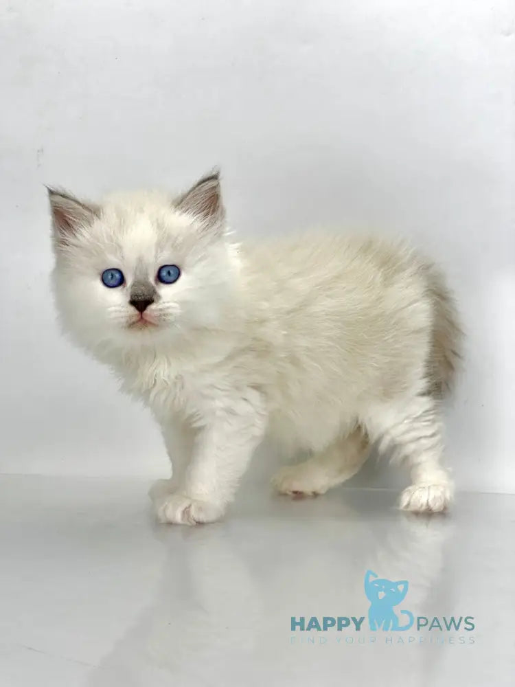 Solomon Siberian male blue tabby point with white live animals