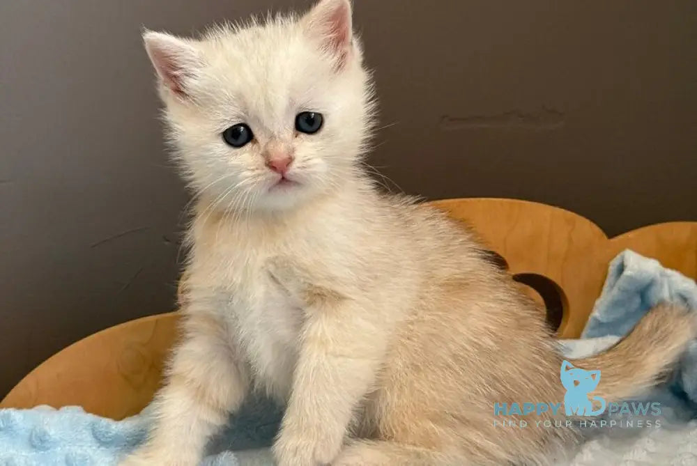 Son Scottish Straight male black silver ticked tabby live animals