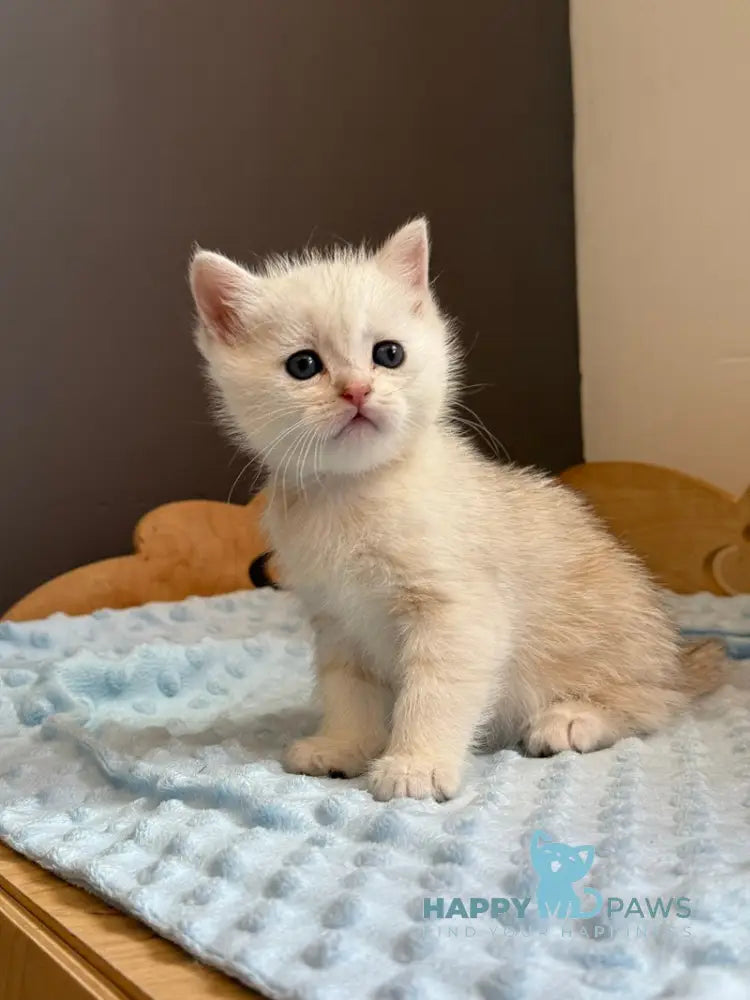 Son Scottish Straight male black silver ticked tabby live animals