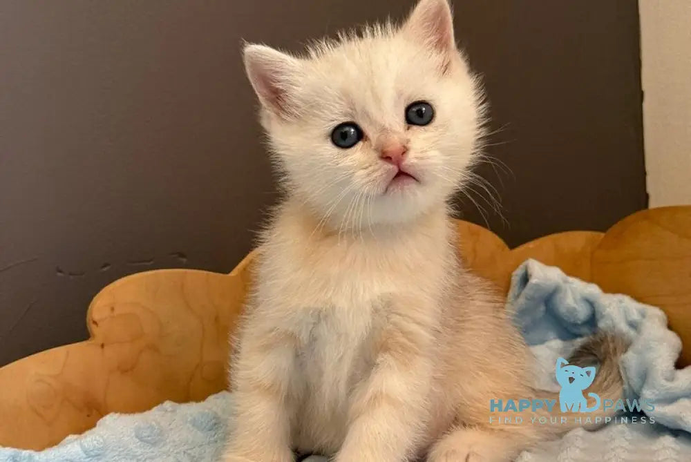 Son Scottish Straight male black silver ticked tabby live animals
