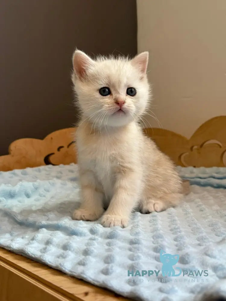 Son Scottish Straight male black silver ticked tabby live animals