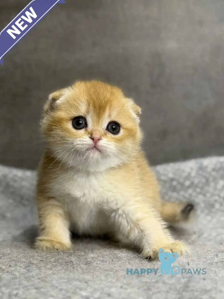Sona Scottish Fold female black golden shaded - live animals