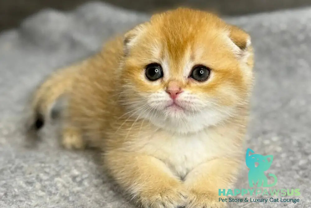 Sona Scottish Fold female black golden shaded - live animals