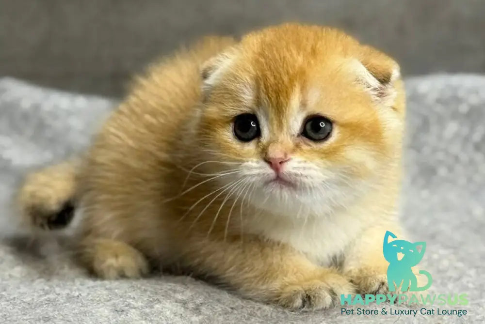Sona Scottish Fold female black golden shaded - live animals