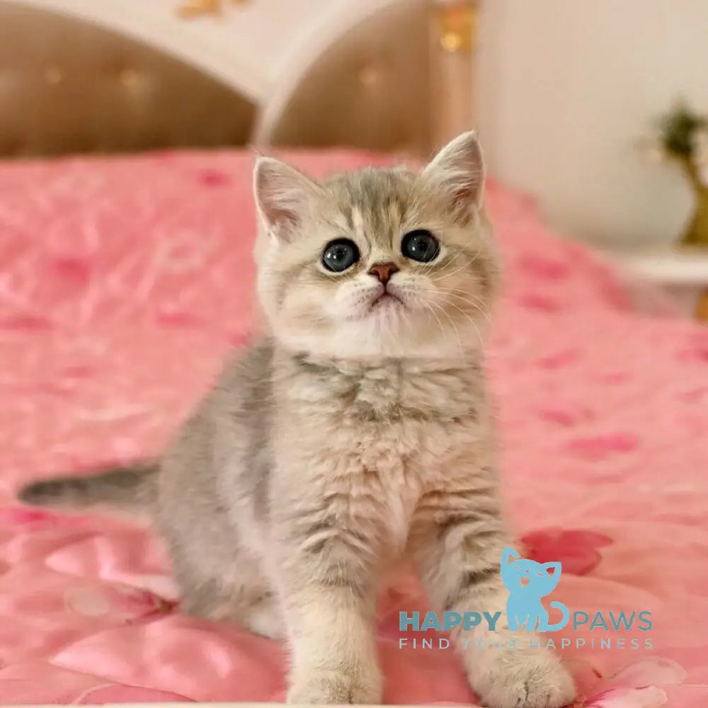 Sonay Scottish Straight female blue golden shaded live animals
