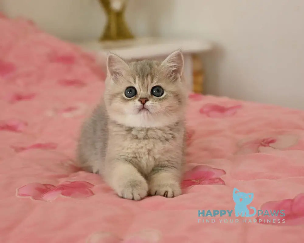 Sonay Scottish Straight female blue golden shaded live animals