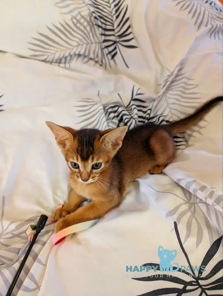 Sonia Abyssinian female ruddy live animals