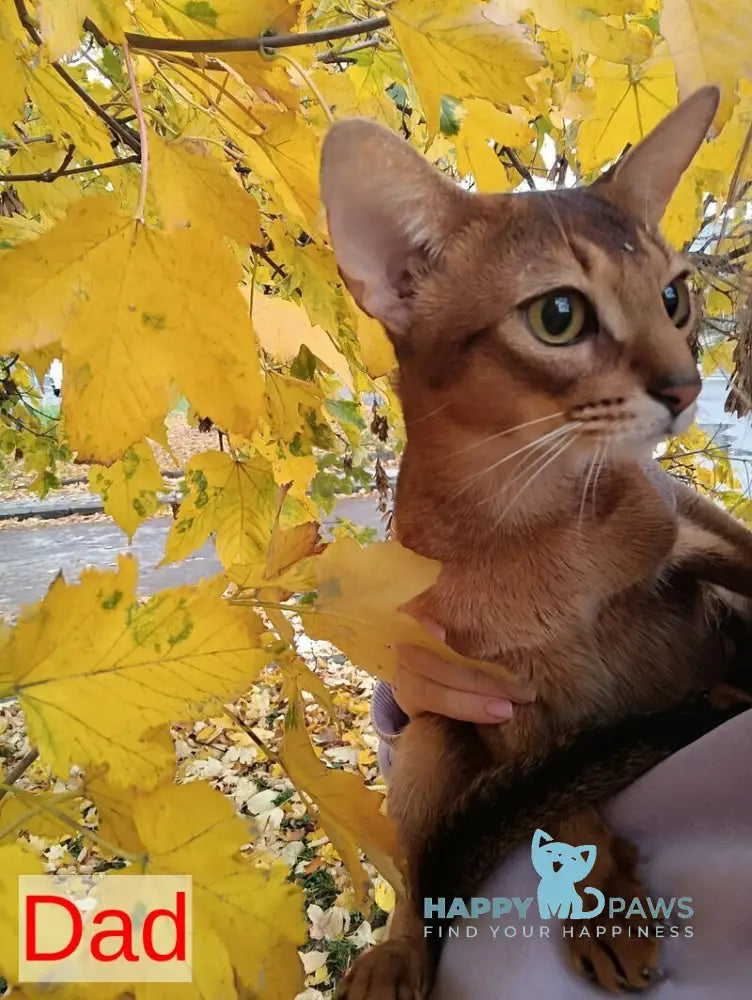 Sonia Abyssinian female ruddy live animals