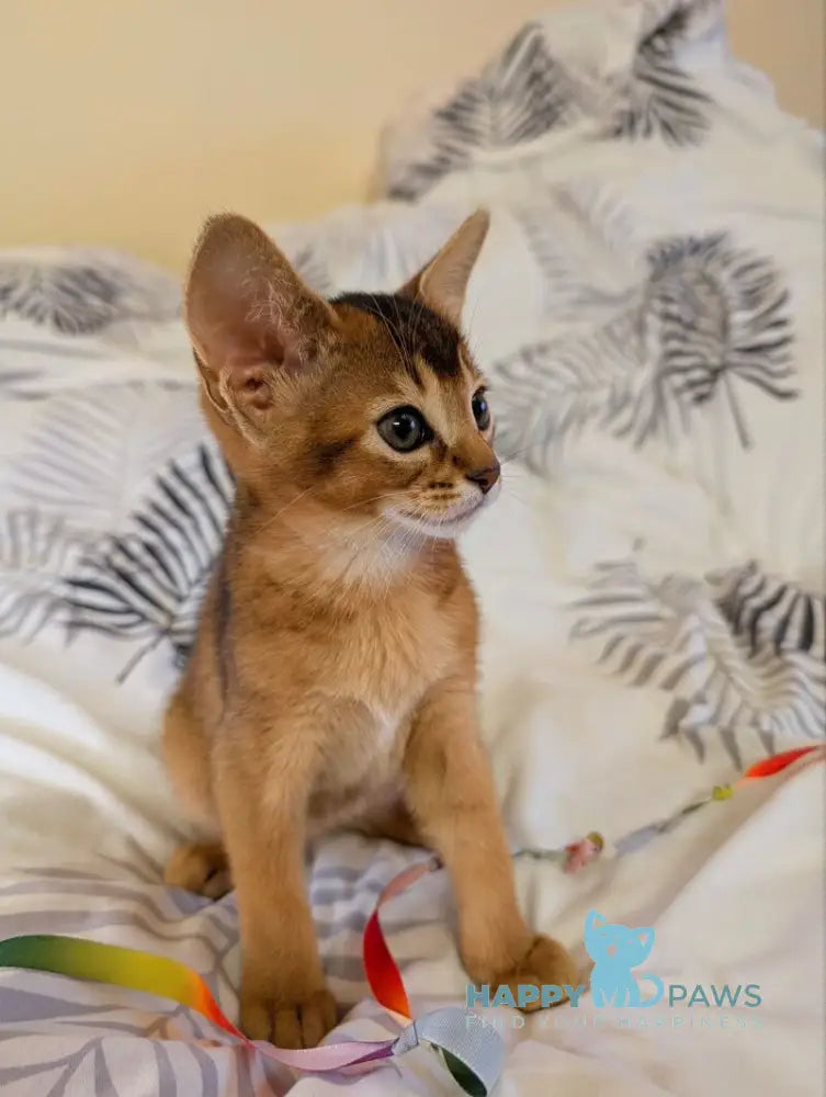 Sonia Abyssinian female ruddy live animals