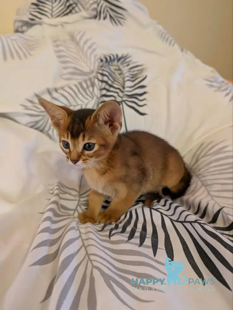 Sonia Abyssinian female ruddy live animals