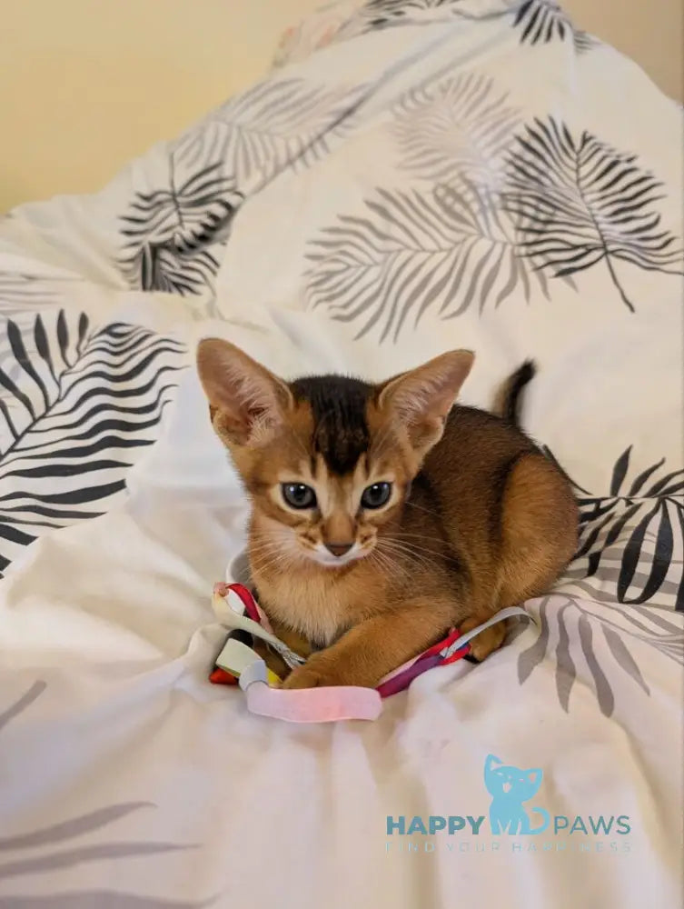 Sonia Abyssinian female ruddy live animals