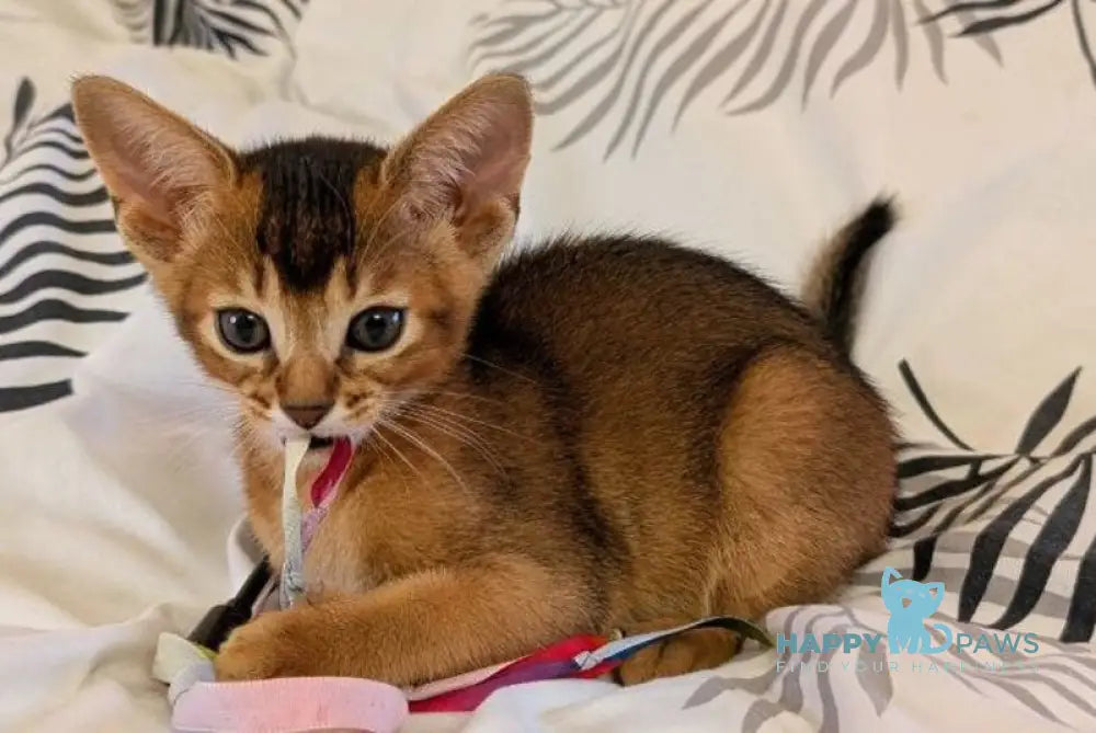 Sonia Abyssinian female ruddy live animals