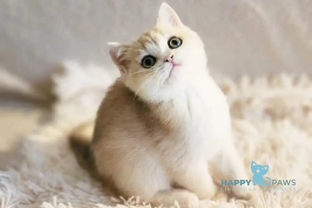 Sonic British Shorthair male blue golden chinchilla live animals