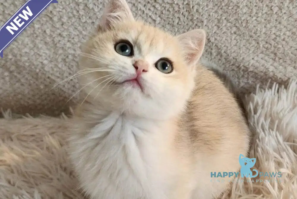 Sonic British Shorthair male blue golden chinchilla live animals