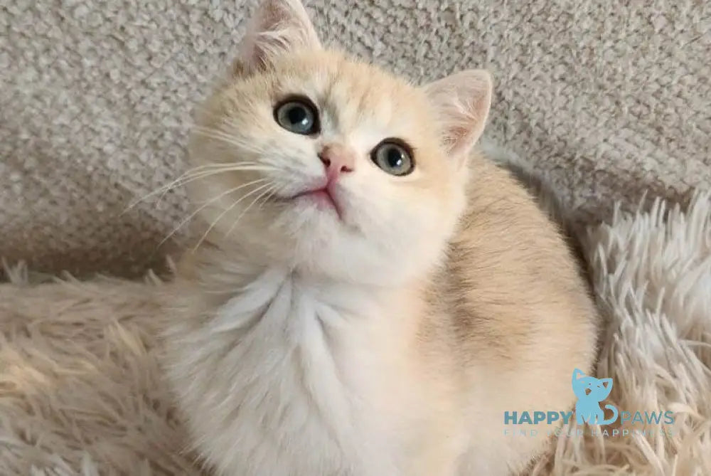 Sonic British Shorthair male blue golden chinchilla live animals