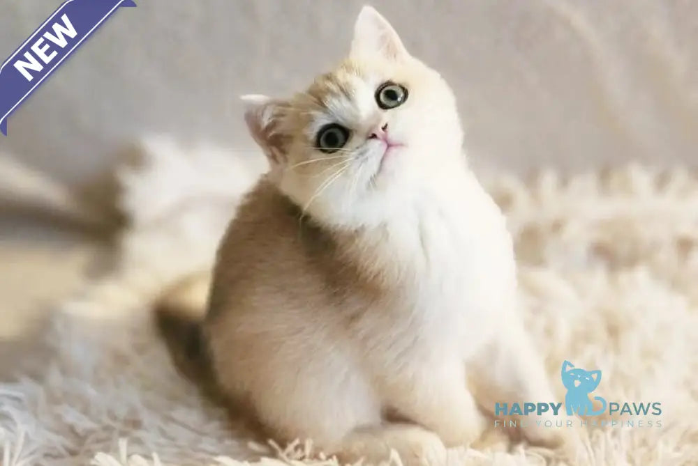Sonic British Shorthair male blue golden chinchilla live animals