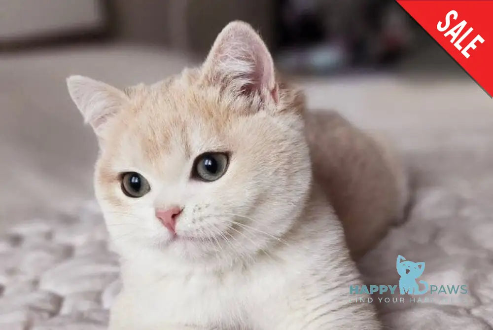 Sonic British Shorthair male blue golden chinchilla live animals