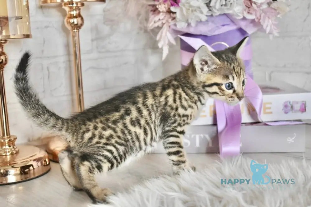 Sonic Savannah male brown spotted tabby - live animals