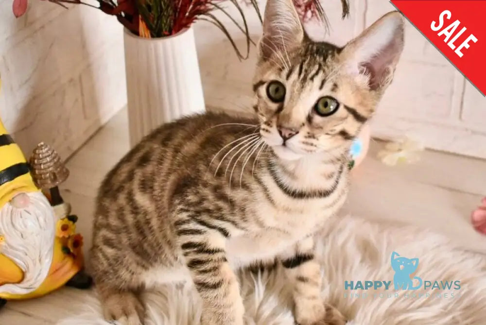Sonic Savannah male brown spotted tabby - live animals